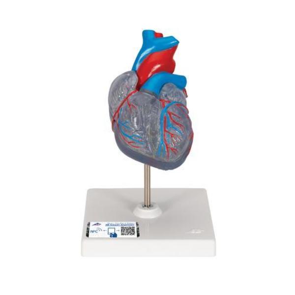 3B Scientific Classic Heart with Conducting System - w/ 3B Smart Anatomy 1019311